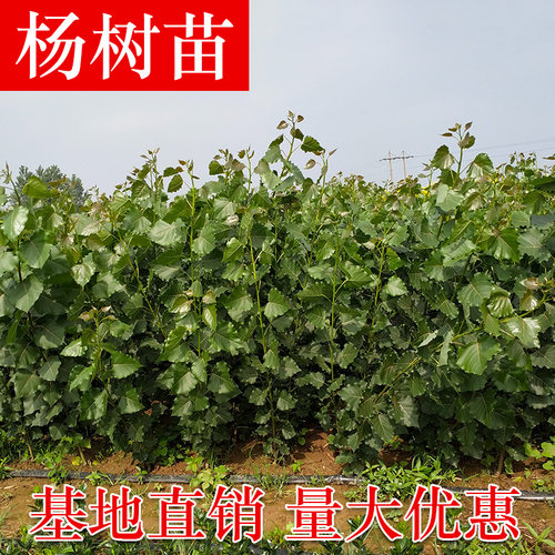 白杨树苗107品种速生杨白杨树白杨树速生白杨树不带花絮速生树苗