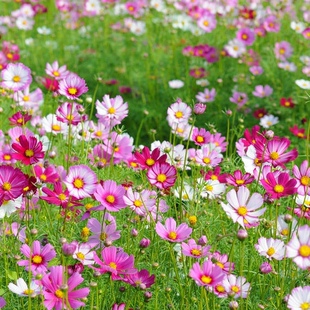 四季高杆矮秆混色波斯菊种子格桑花种子易活速生工程绿化花籽