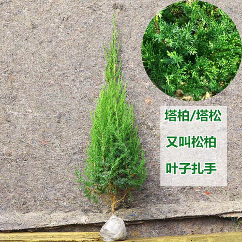 0.5到4米高塔柏蜀桧墓地松清明松柏树苗绿化工程苗四季常青新沂货