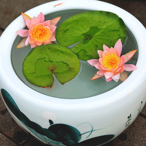 睡莲根块茎水培植物四季种籽阳台鱼池塘别墅庭院生花卉