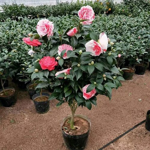 四季好养茶花盆栽树苗浓香型花卉观花绿植物室内五色赤丹开花不断