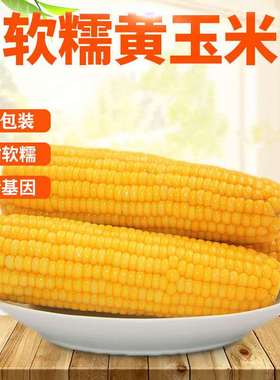 山西新鲜甜糯真空包装大玉米棒黄色速食早餐2025绿色认证8根大棒