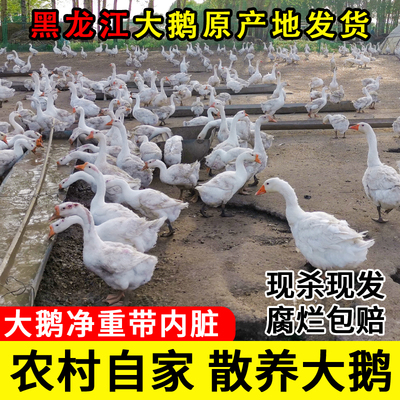 东北大鹅农村散养大鹅整只发货