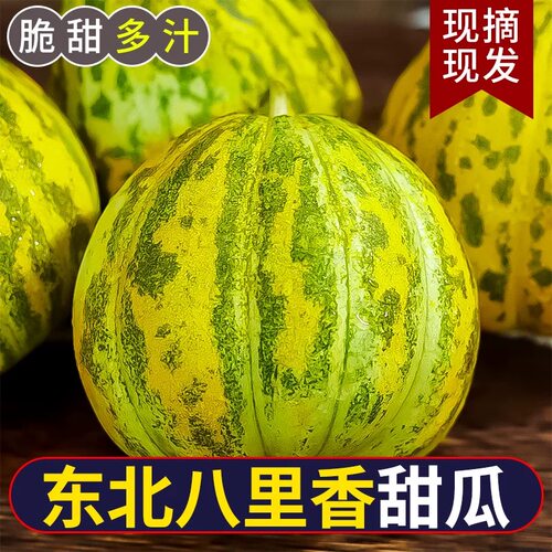 东北香瓜花姑娘八里香香瓜现摘现发大地香瓜白糖罐黑龙江特产