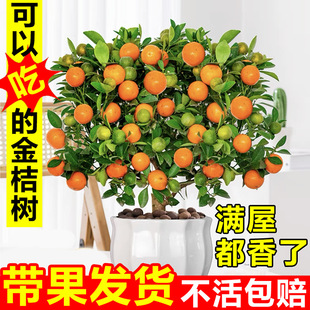 四季 金桔树苗盆栽带果植物室内好养花卉客厅年宵小橘子树招财盆景