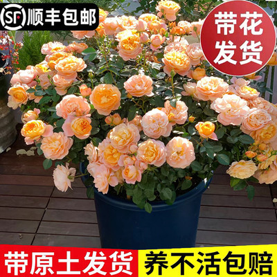 果汁阳台月季玫瑰花庭院四季开花