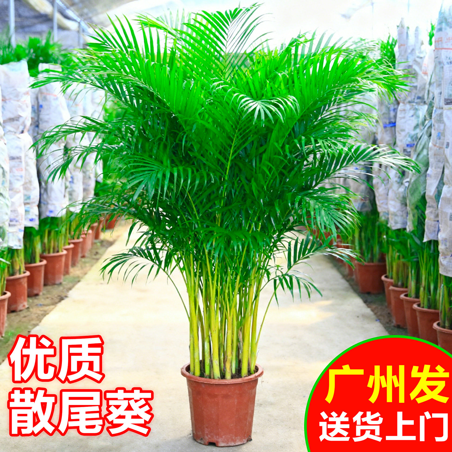 散尾葵绿植室内大型盆栽富贵椰子树客厅落地盆景办公室大号凤尾竹,鲜花速递/花卉仿真/绿植园艺,大型绿植/成品组合盆栽,淘宝优惠券,粉丝福利购,淘宝优惠卷