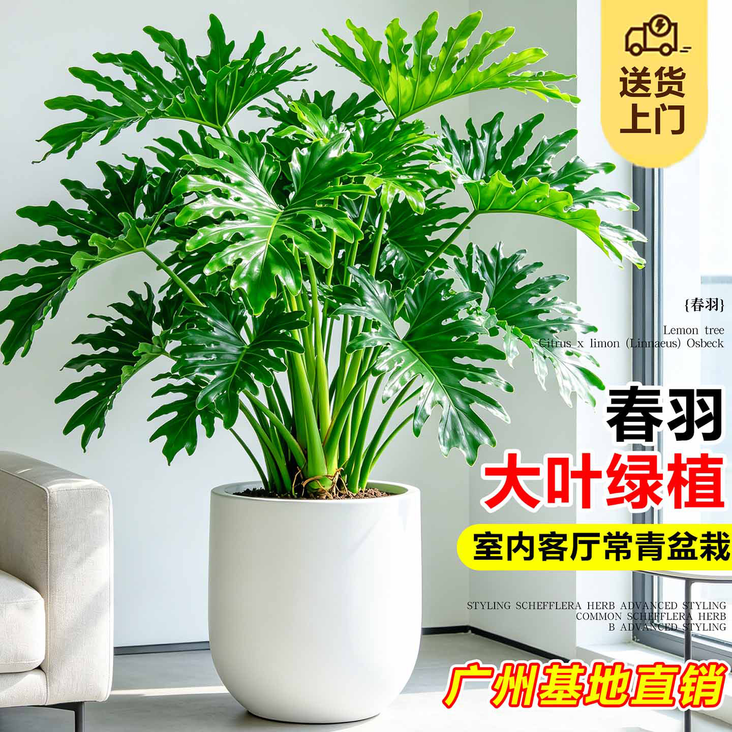 龙鳞春羽盆栽客厅落地老桩春雨办公室内大型真绿植高级感大号盆景图片