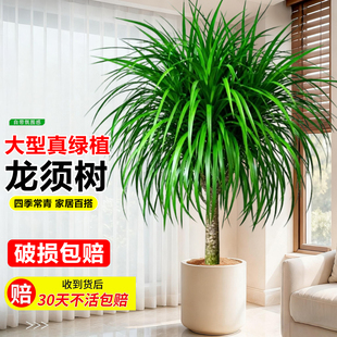 龙须树盆栽室内大型龙血树客厅绿植多头千年木办公室旺宅植物盆景