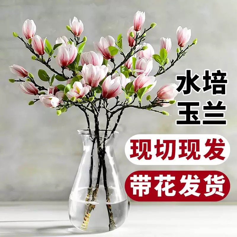 白紫玉兰干枝带花苞客厅年宵花束