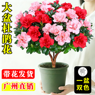 杜鹃花盆栽带花苞花卉植物阳台室内花好养活四季开映山红牡丹花苗