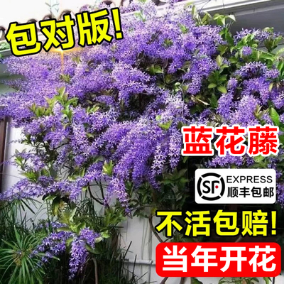 泰国大叶蓝花藤四季丰花爬藤植物