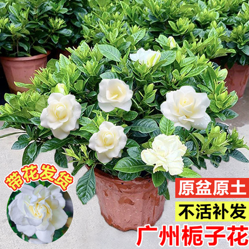栀子花带花苞室内阳台耐热绿植