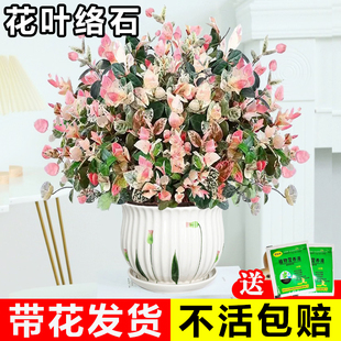 花叶络石花苗盆栽彩叶络石吊兰阳台四季垂吊花卉绿植庭院耐热植物