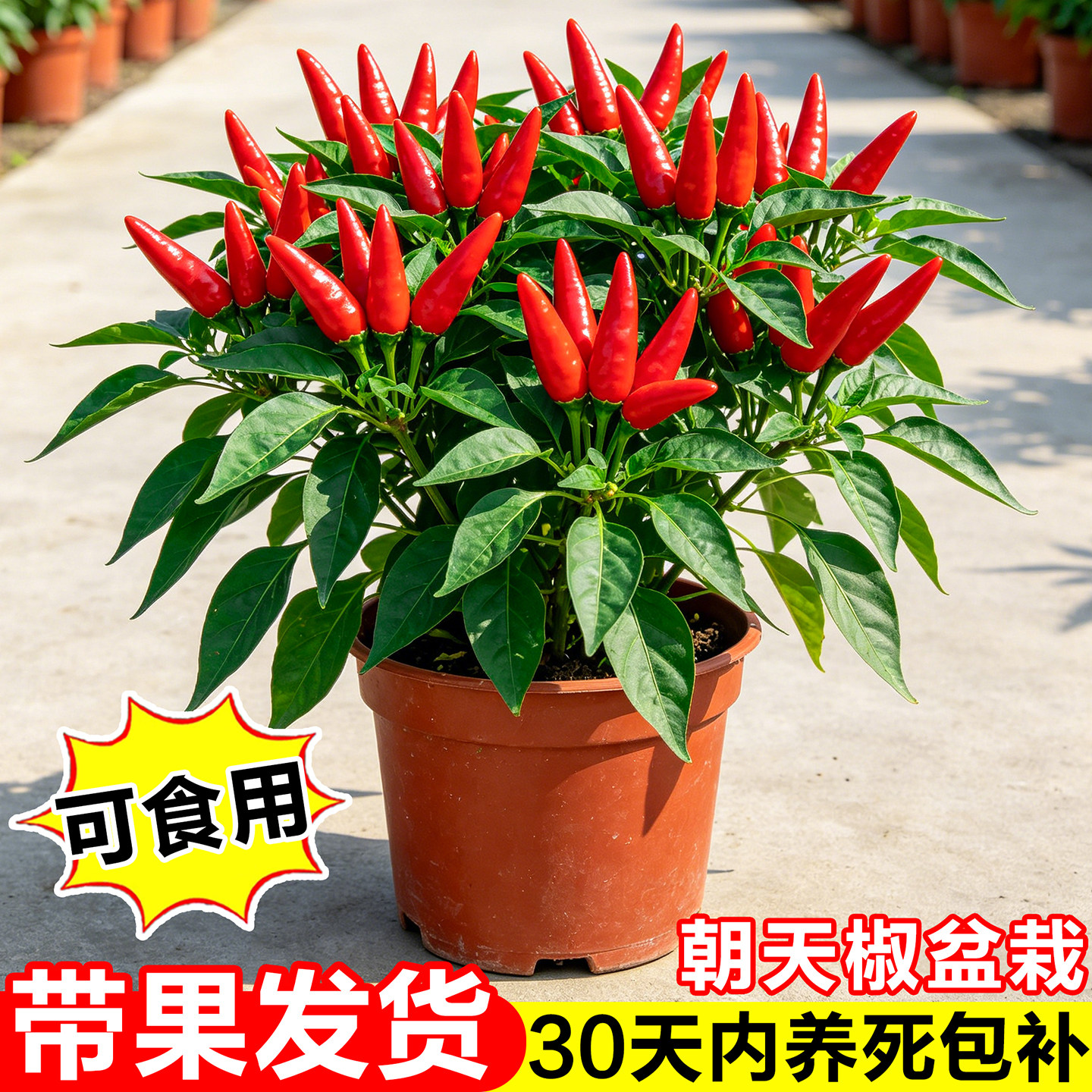 朝天椒盆栽辣椒苗带果可食用小米椒阳台蔬菜苗四季结果植物红辣椒图片