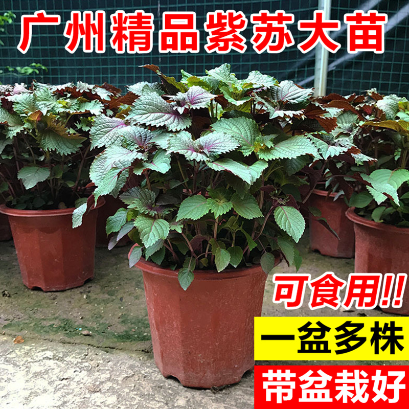 紫苏盆栽可食用迷迭香新鲜紫苏叶阳台庭院四季清香驱蚊绿植物薄荷