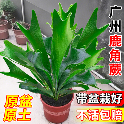 二歧鹿角蕨室内好养蕨类植物