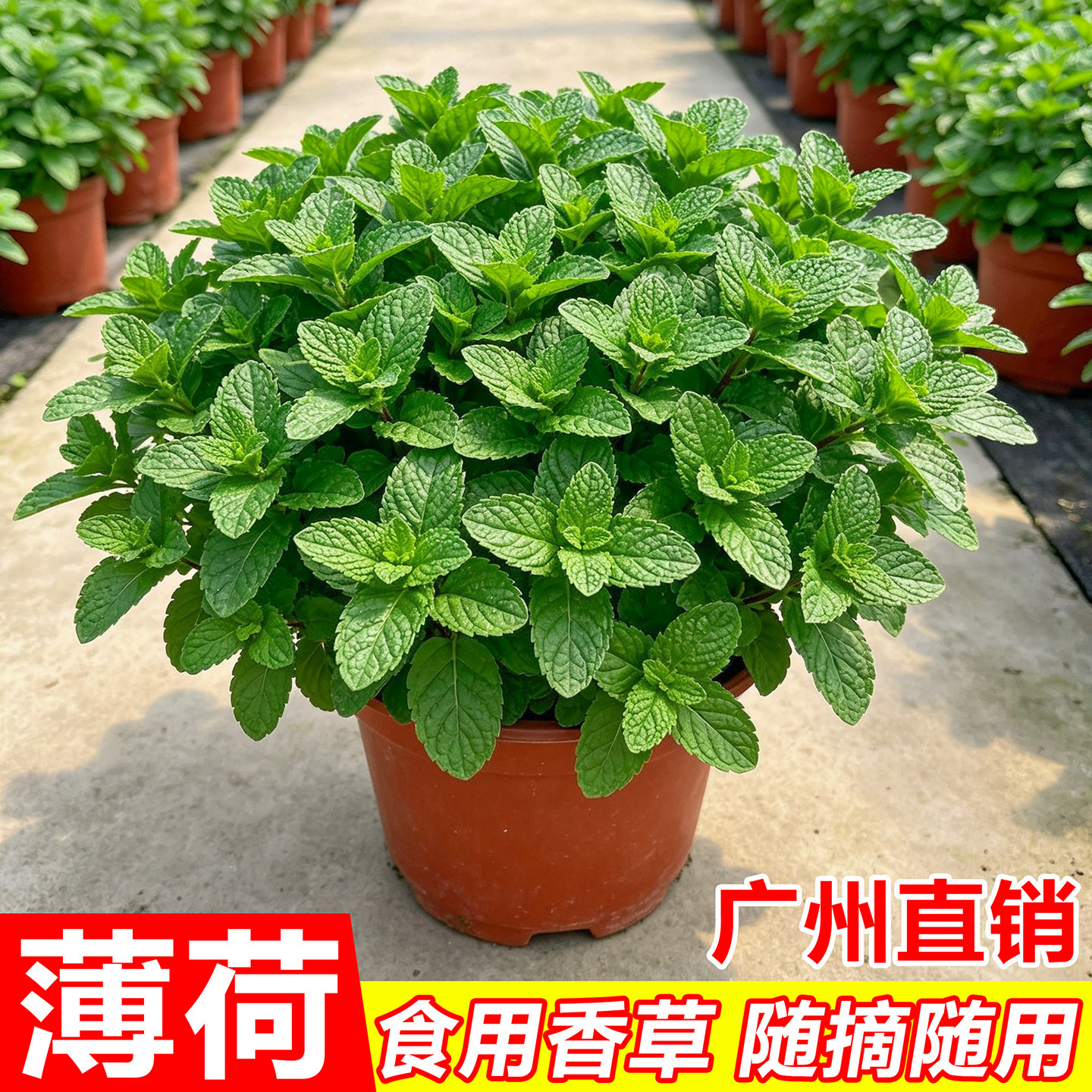 薄荷盆栽可食用植物室内驱蚊香草留兰香九层塔迷迭香桌面阳台绿植图片