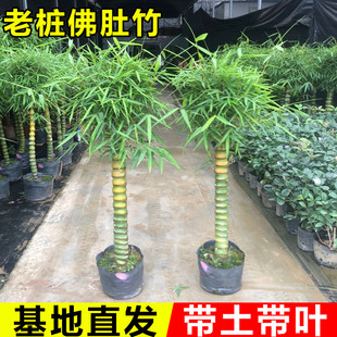 景观绿植物 佛肚竹老桩盆景苗盆栽办公室内大型观赏富贵竹庭院四季