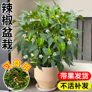 朝天椒盆栽带果辣椒苗可食用小米辣青椒彩椒阳台四季种植蔬菜秧苗