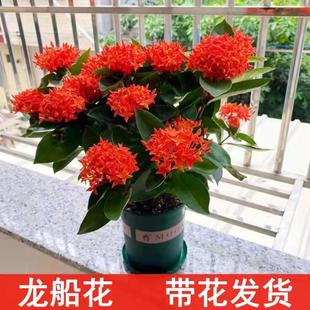 龙船花盆栽四季开花植物大花朵耐寒耐热观赏花卉四季开花好养带花