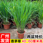 柠檬香茅草盆栽可食用新鲜香草种苗西餐调料阳台庭院室内驱蚊绿植