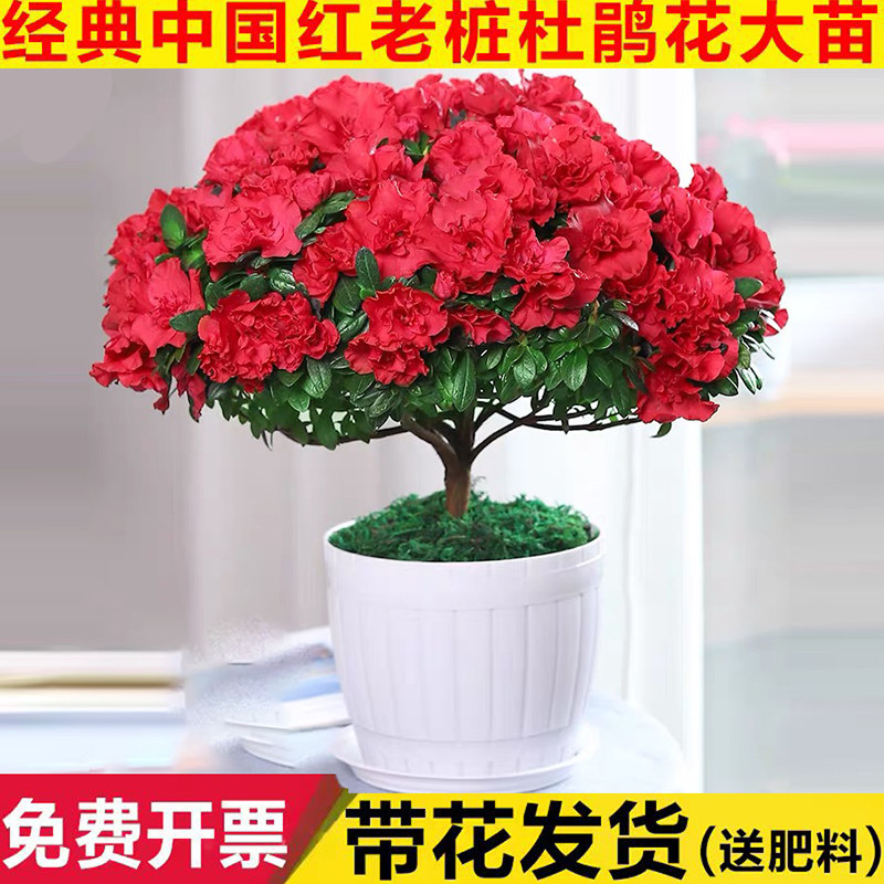 杜鹃花盆栽阳台庭院四季开花图片