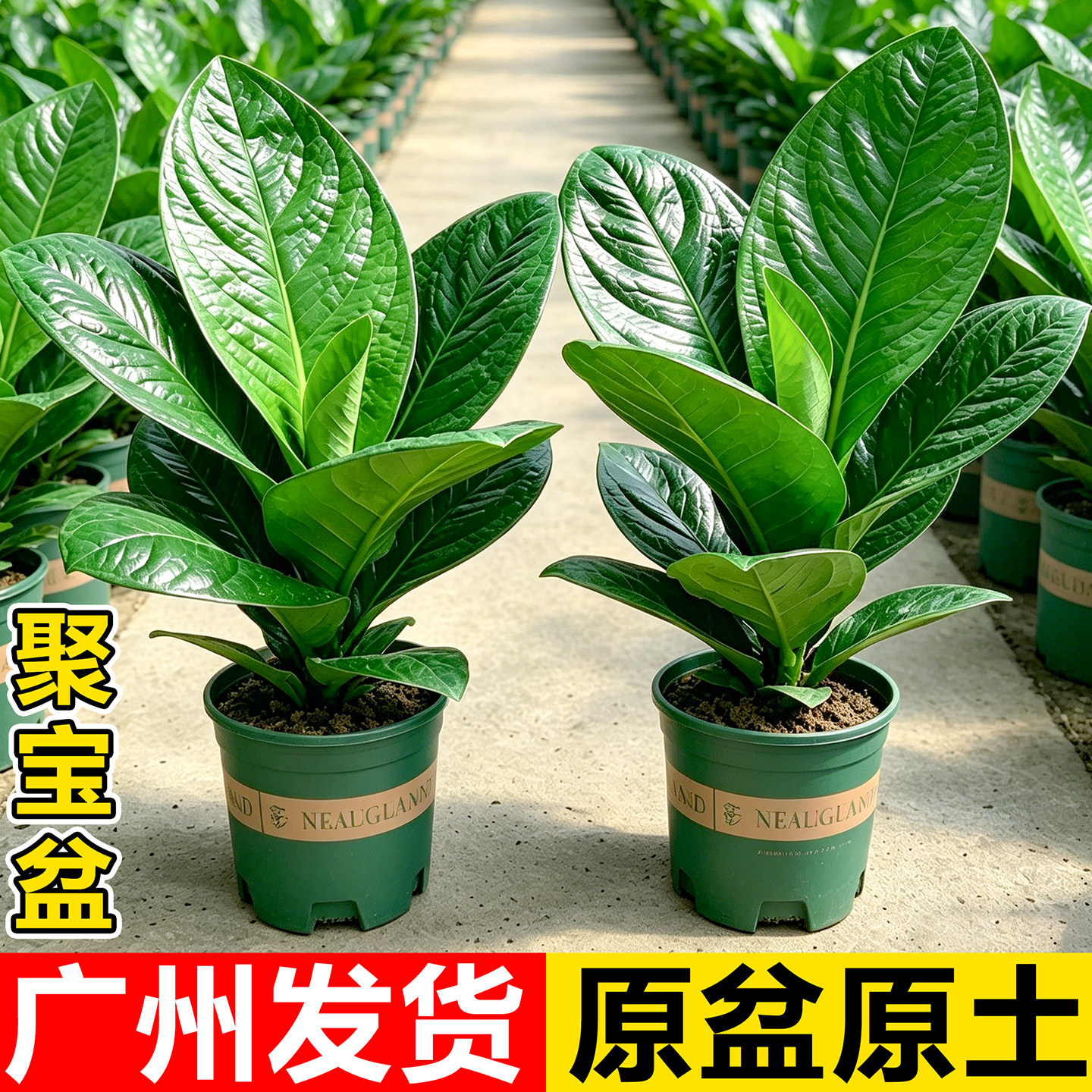 聚宝盆绿植盆栽室内桌面招财树客厅旺宅真花卉植物四季常青好养活图片