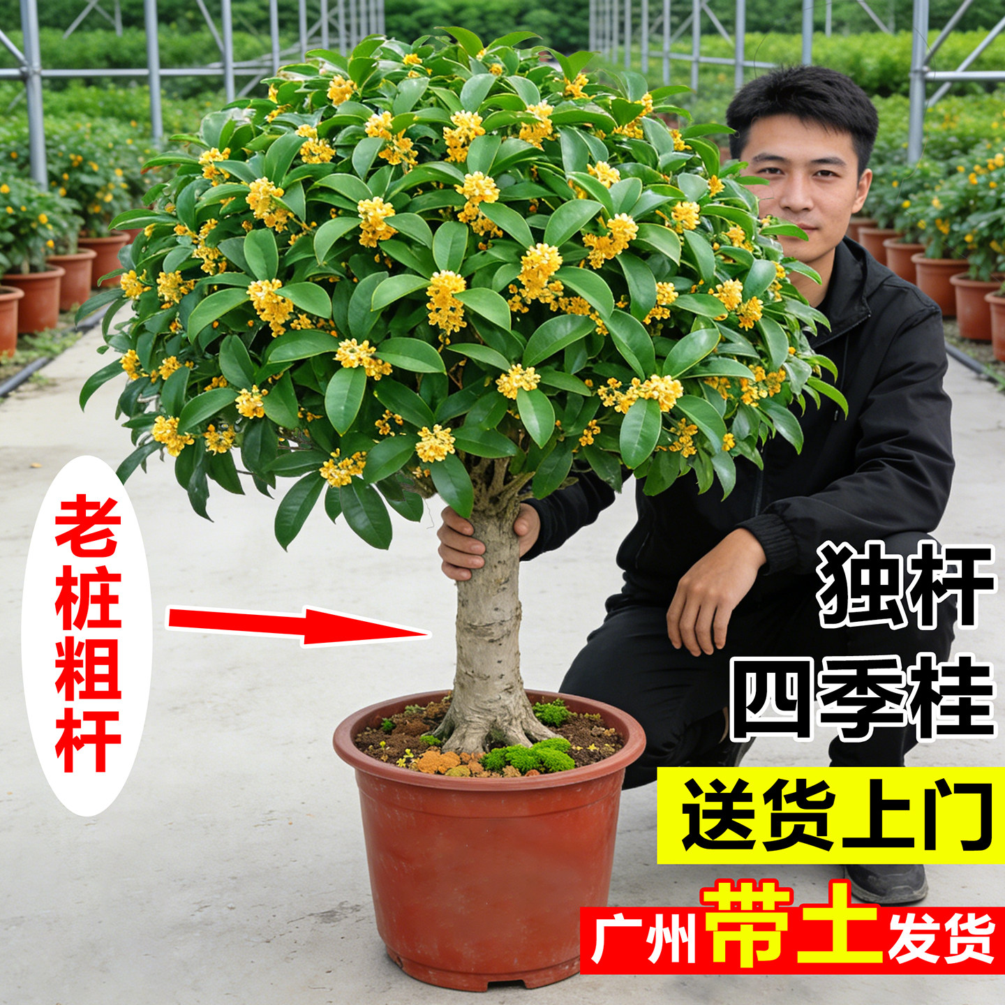 老桩四季桂花树盆栽大树苗金桂阳台庭院地栽八月桂室内外花卉绿植