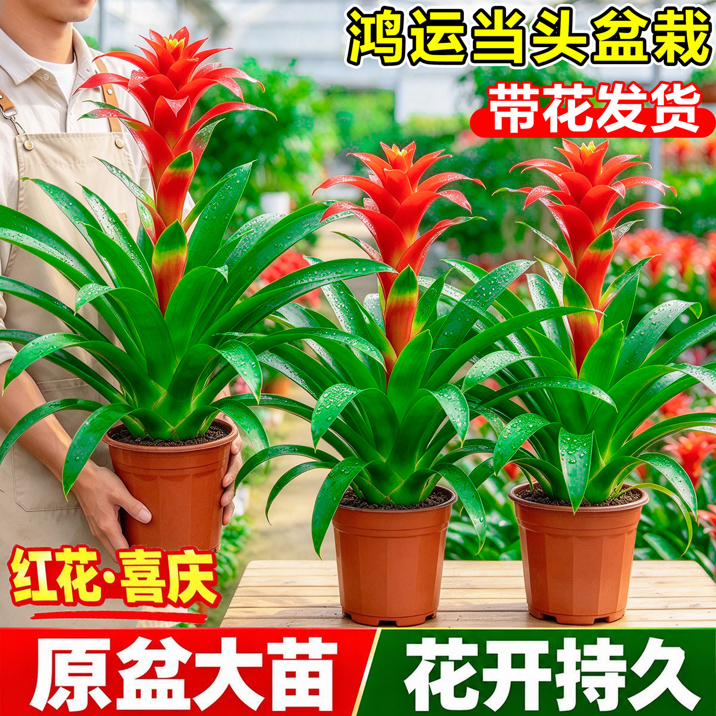 鸿运当头盆栽带花室内客厅旺宅年宵鲜花卉红掌桌面绿植小红星好养