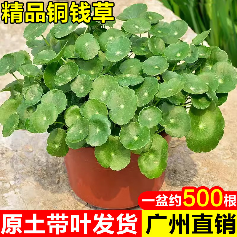 铜钱草水培植物室内桌面好养旺宅绿植四季水养金钱草招财盆栽花卉