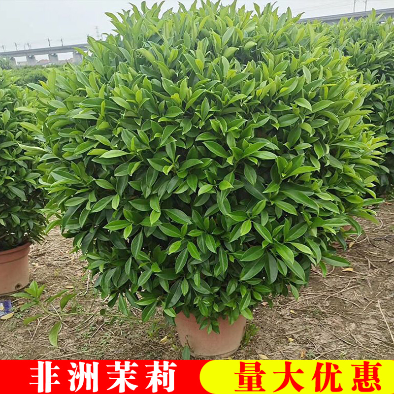 非洲茉莉花苗盆栽四季常青大型绿植物灰莉办公室内外阳台净化空气