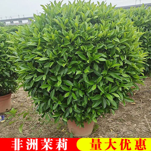 非洲茉莉办公室内外净化空气