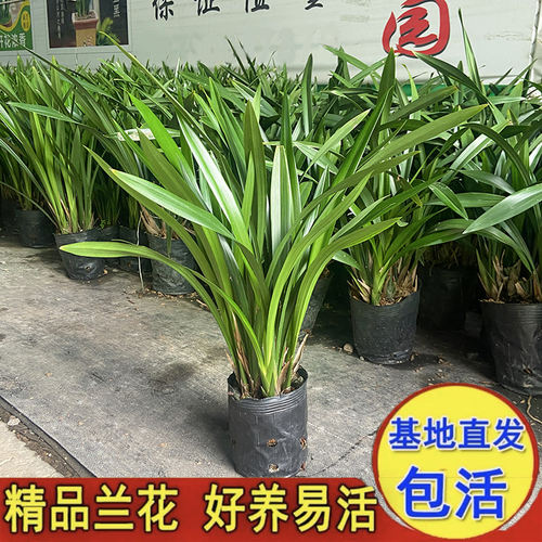 兰花室内客厅四季美观耐寒