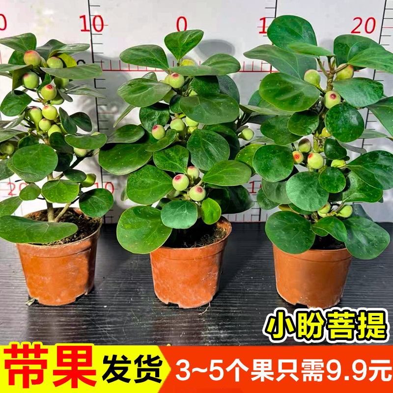 小盼菩提树盆栽带果桌面禅意绿植