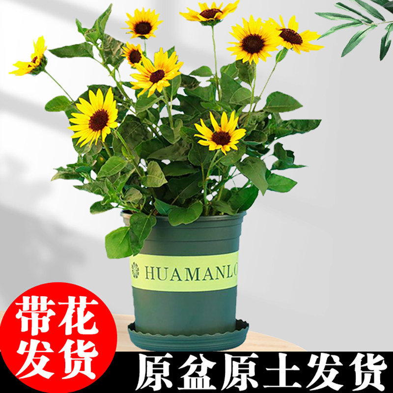 向日葵盆栽带花室内花卉光辉岁月太阳花四季开花阳台庭院好养易活