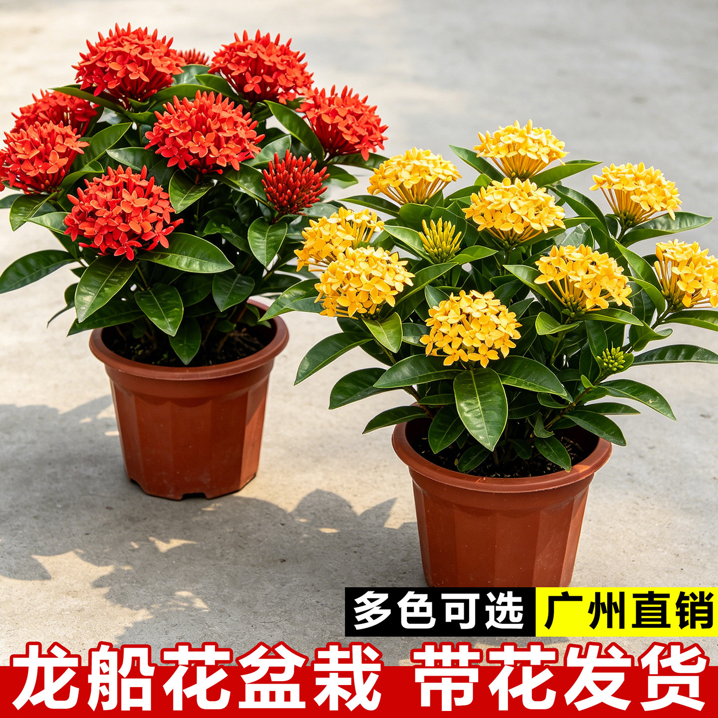 龙船花盆栽带花苞百日红花苗阳台四季开绣球室内鲜花庭院绿化植物图片