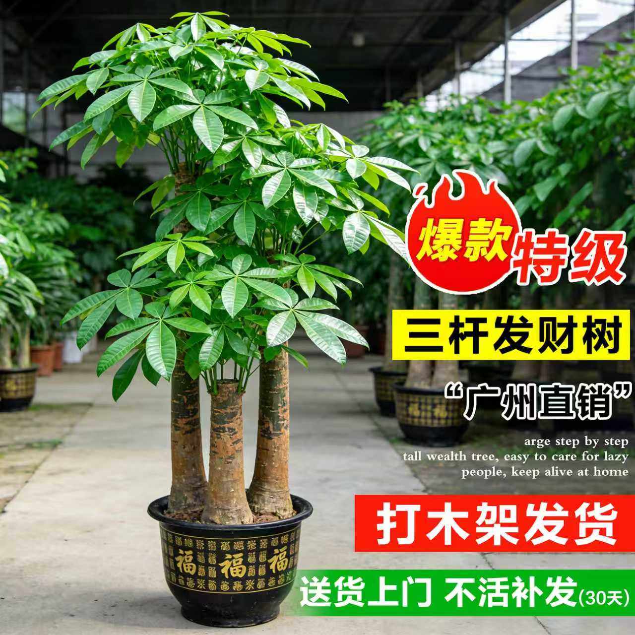 发财树客厅盆栽大型植物步步高招财树客厅落地绿植开业乔迁大盆景,鲜花速递/花卉仿真/绿植园艺,大型绿植/成品组合盆栽,淘宝优惠券,粉丝福利购,淘宝优惠卷