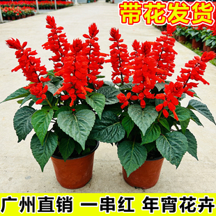 一串红盆栽带花串串红室内外阳台庭院藓花卉绿植四季好养工程花苗