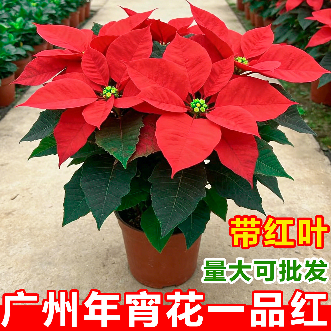 一品红盆栽室内鲜花植物客厅圣诞装饰花卉办公室桌面绿植四季好养