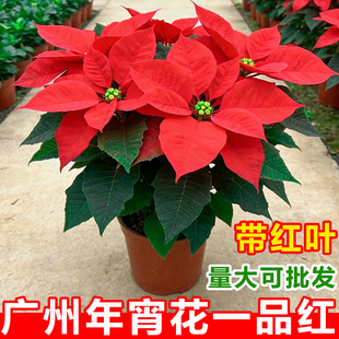 一品红盆栽室内鲜花植物客厅圣诞装饰花卉办公室桌面绿植四季好养