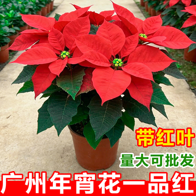 一品红盆栽室内鲜花植物客厅圣诞装饰花卉办公室桌面绿植四季好养