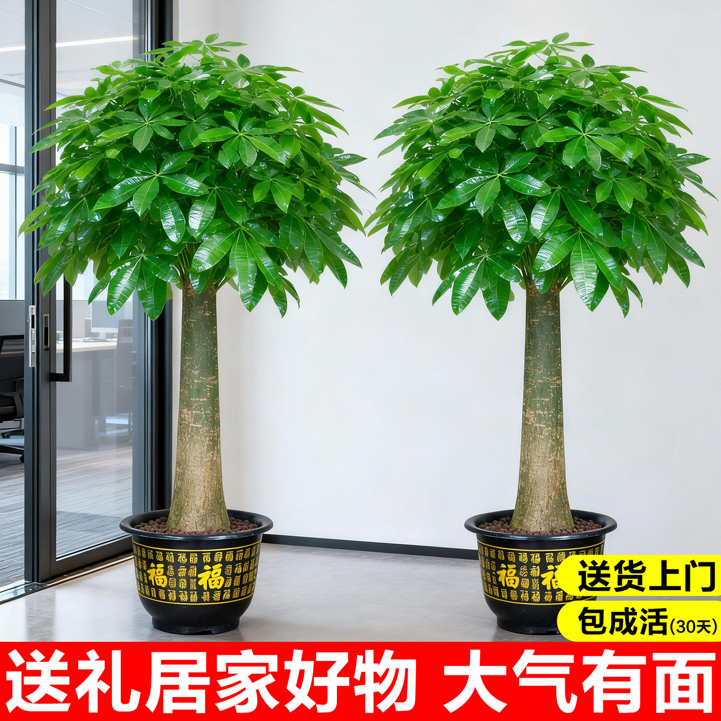 发财树客厅盆栽大棵招财树办公室绿植大型植物客厅摆件落地步步高