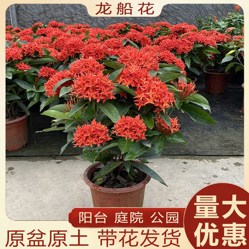 龙船花盆栽室内外阳台庭院耐寒耐热植物老桩水绣球百日红带花发货