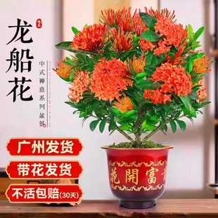 龙船花盆栽带花苞阳台庭院四季开花卉绣球花苗室内外绿化植物鲜花
