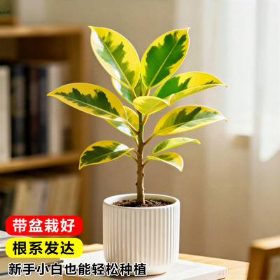 黄金榕盆栽室内植物大叶富贵榕橡皮树办公桌工位花卉绿植小型盆景