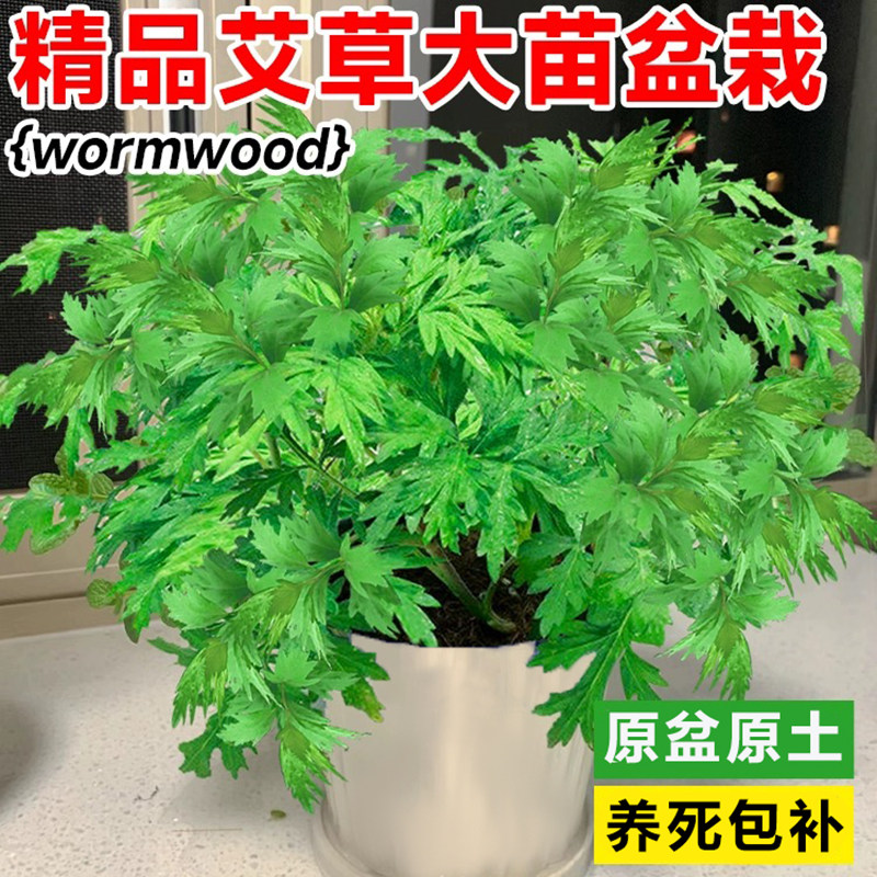 艾草盆栽新鲜可食用驱蚊植物阳台庭院种植四季常青香草绿植艾叶苗