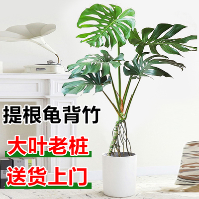 龟背竹老桩大型造型盆栽室内客厅植物四季常青仙洞大叶吸甲醛绿植