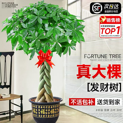 发财树盆栽室内客厅招财树苗盆景