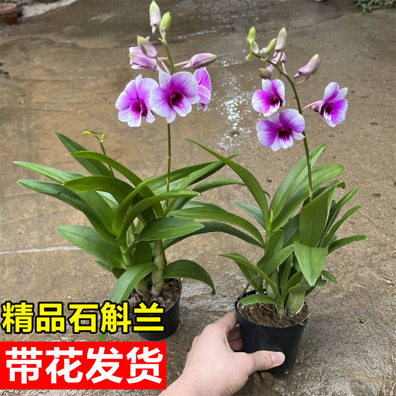 石斛兰盆栽带花浓香型植物室内阳台粉黛可水培花卉香水蝴蝶兰绿植 鲜花速递/花卉仿真/绿植园艺 时令草本花卉 原图主图